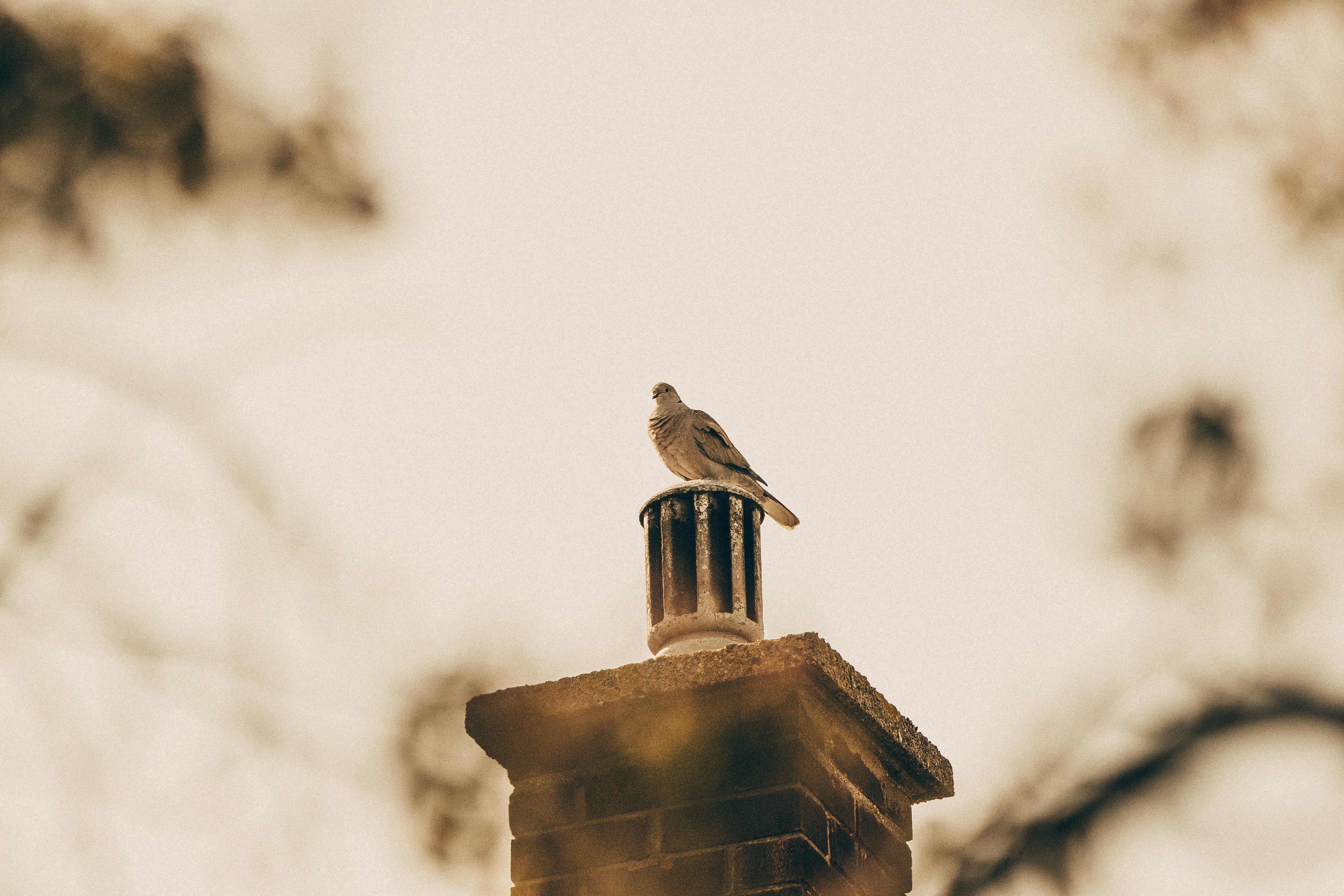 Expert Chimney Cap Installation in Devens, Massachusetts